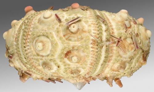 Hesperocidaris asteriscus (lateral)