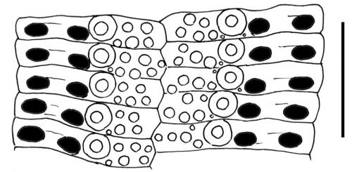 Hesperocidaris perplexa (ambulacral plates)