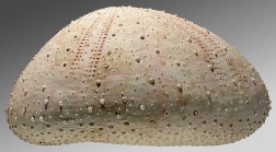 Heterobrissus hystrix (lateral)