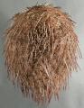 Heterobrissus hystrix (aboral), author: Schultz, Heinke