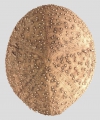 Heterobrissus niasicus (aboral), author: Schultz, Heinke
