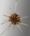Histocidaris formosa (aboral), author: Schultz, Heinke