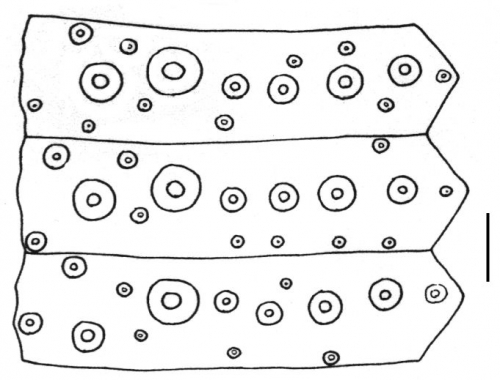 Holopneustes inflatus (interambulacral plates)