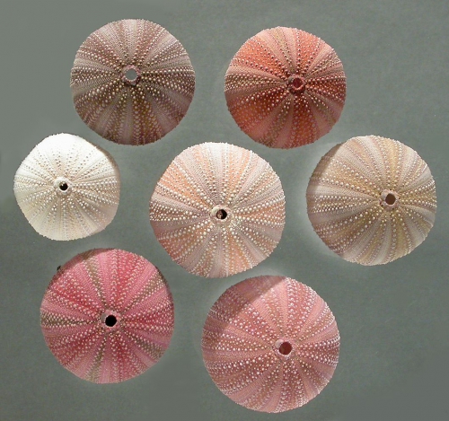 Holopneustes inflatus (test color variation)