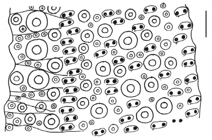 Holopneustes porosissimus (ambulacral plates)