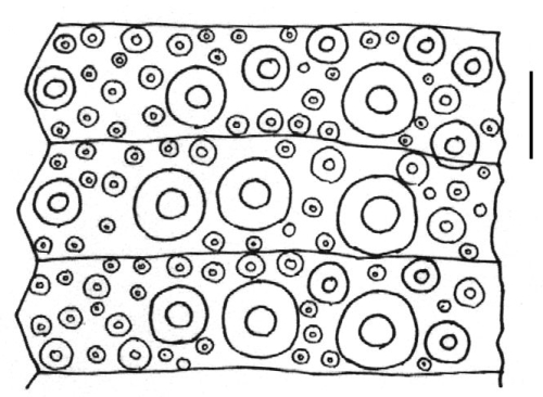 Holopneustes porosissimus (interambulacral plates)