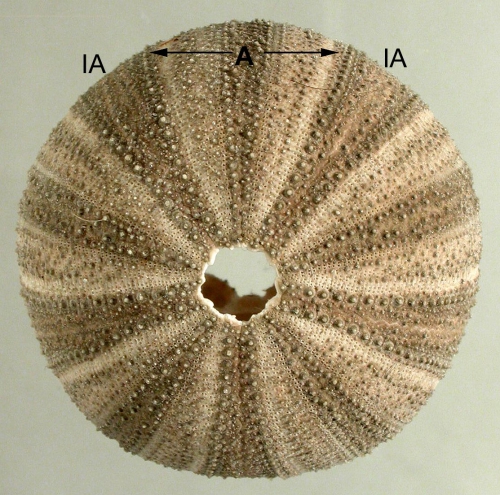 Holopneustes porosissimus (aboral)