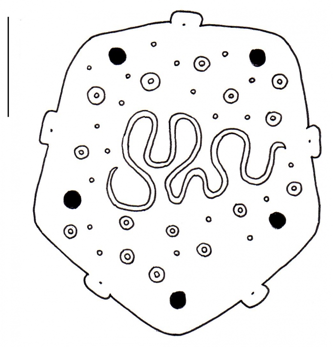 Laganum laganum (apical system)