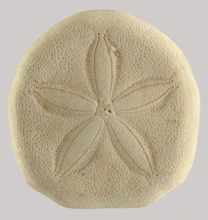 Laganum laganum (aboral)