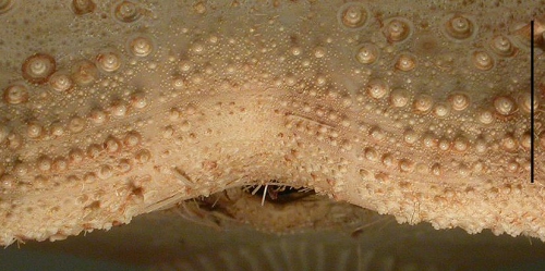 Linopneustes spectabilis (anterior edge)