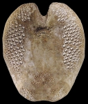 Echinoidea (sea urchins)