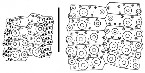 Lytechinus panamensis (ambulacral + interambulacral plates)