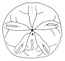 Mellita grantii (oral surface), author: Durham, John Wyatt