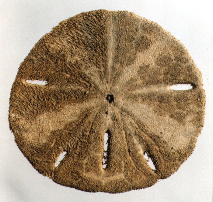 Mellita grantii (oral)