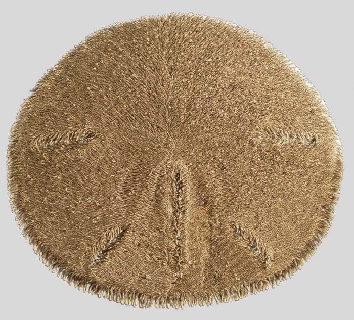 Mellita longifissa (aboral)
