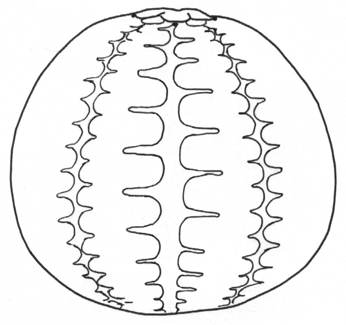 Microcyphus annulatus (lateral)