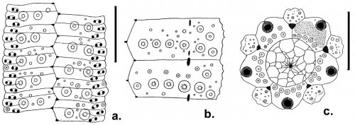 Microcyphus keiensis (coronal plates and apical disc)