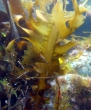 Undaria pinnatifida