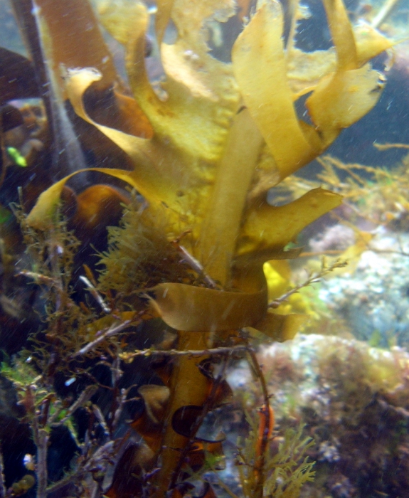 Undaria pinnatifida Undaria pinnatifida