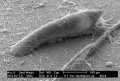 Ctenostomatida