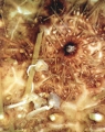 Micropyga tuberculata (aboral, close-up), author: Schultz, Heinke