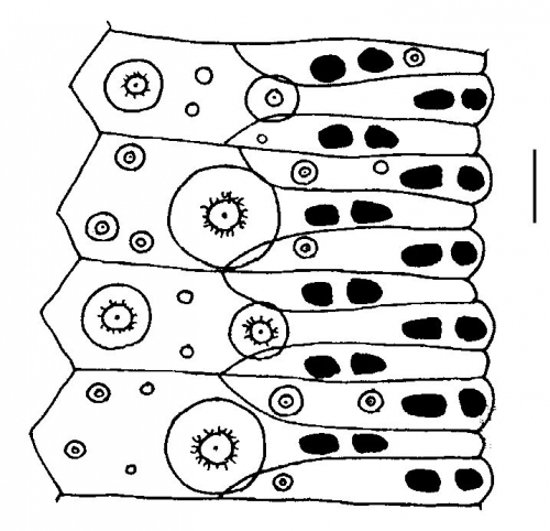 Micropyga tuberculata (ambulacral plates)