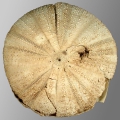 Micropyga violacea (aboral), author: Schultz, Heinke