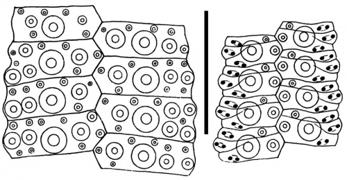 Nudechinus ambonensis (interambulacral + ambulacral plates)