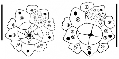 Nudechinus ambonensis (apical + periproctal plates)