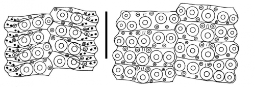 Nudechinus darnleyensis (ambulacral + interambulacral plates)