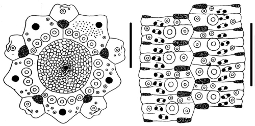 Paratrema doederleini (apical disc + ambulacral plates)