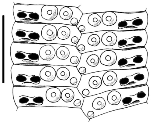 Phalacrocidaris japonica (ambulacral plates)