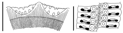 Phyllacanthus dubius (spine + ambulacral plates)