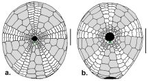 Pilematechinus (oral), author: Mooi, Rich