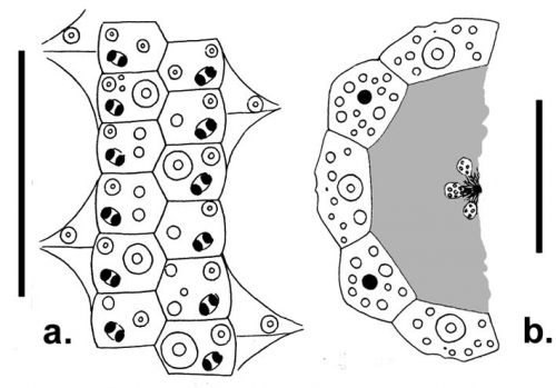 Plesiodiadema amphigymnum (ambulacral plates + apical system)