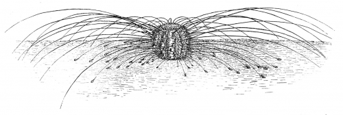 Plesiodiadema indicum (life position)