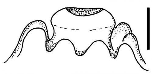 Plesiodiadema indicum (tubercle)