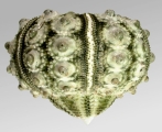Plococidaris verticillata (lateral), author: Schultz, Heinke