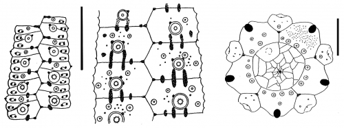 Printechinus impressus (coronal plates and apical disc)