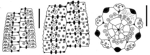 Printechinus viridis (coronal plates and apical disc)