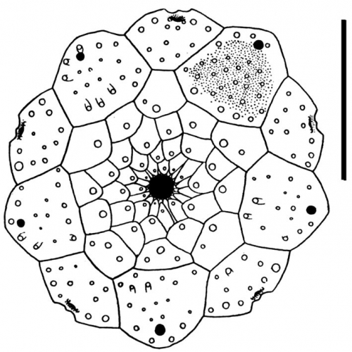 Prionocidaris glandulosa (apical disc)