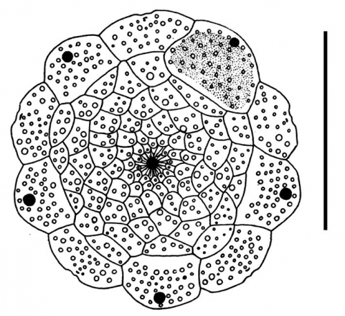 Prionocidaris hawaiiensis (apical disc)