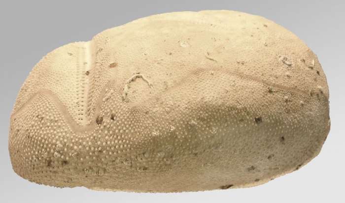 Protenaster australis (test, lateral)