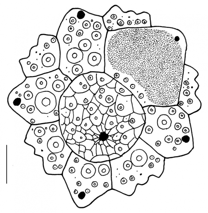 Pseudocentrotus depressus (apical system)
