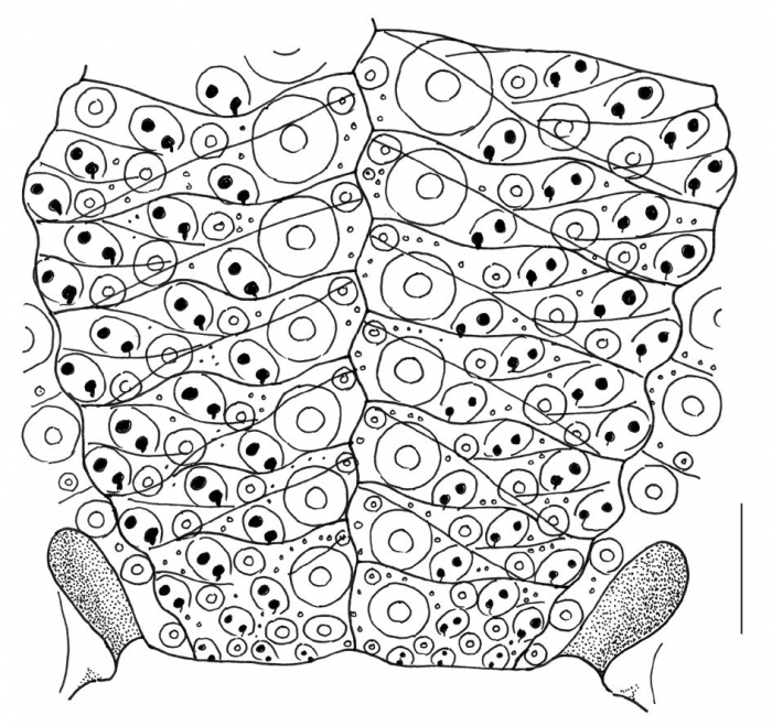 Pseudocentrotus depressus (oral ambulacral plates)