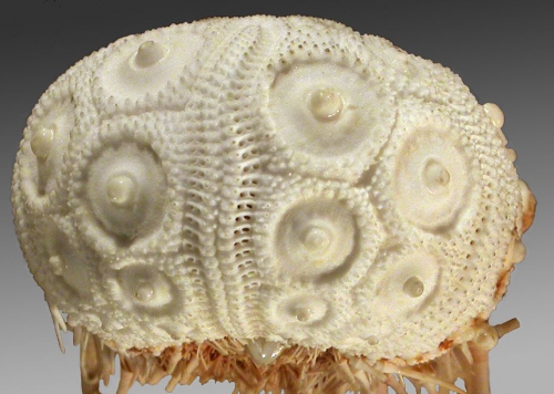 Psilocidaris echinulata (lateral)