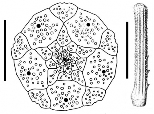 Rhopalocidaris rosea (apical system + spine)