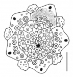 Salmacis sphaeroides (apical system)