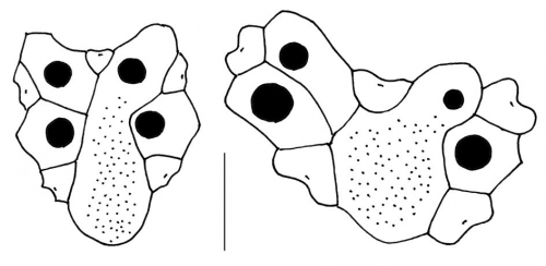 Schizaster (apical systems)