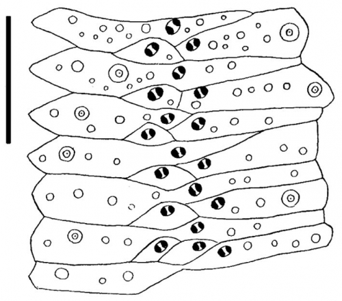 Sperosoma obscurum (ambulacral plates)